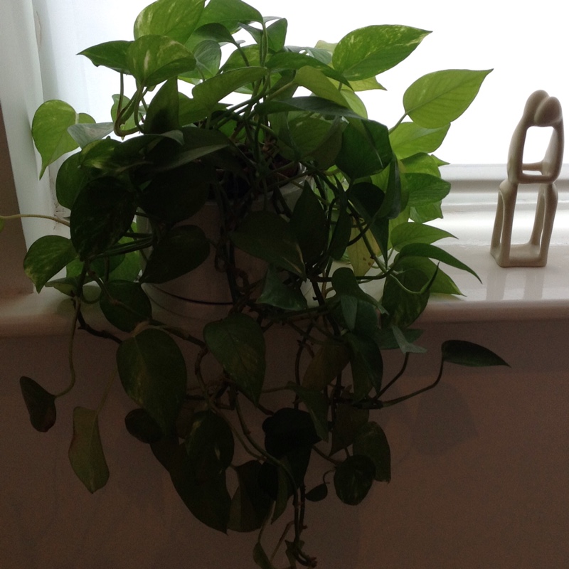 Cissus rhombifolia in the GardenTags plant encyclopedia Grape Ivy in the GardenTags plant encyclopedia