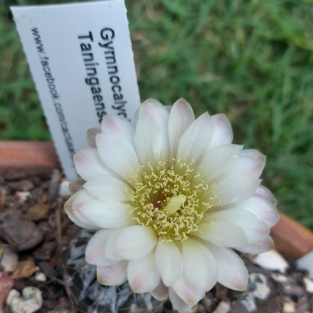 Gymnocalycium taningaense in the GardenTags plant encyclopedia Chin Cactus in the GardenTags plant encyclopedia