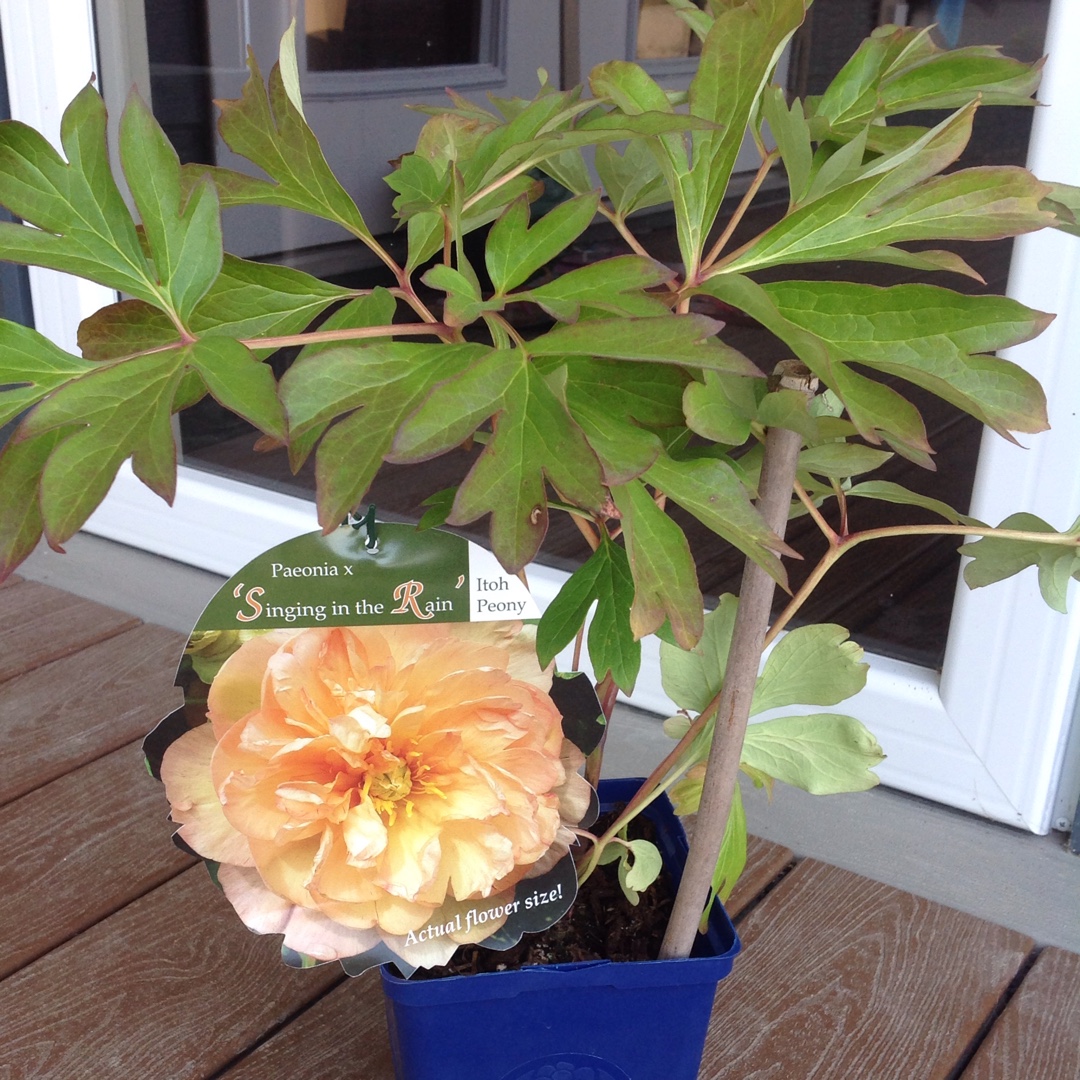 Paeonia Singing in the Rain in the GardenTags plant encyclopedia Peony Singing in the Rain (Intersectional) in the GardenTags plant encyclopedia