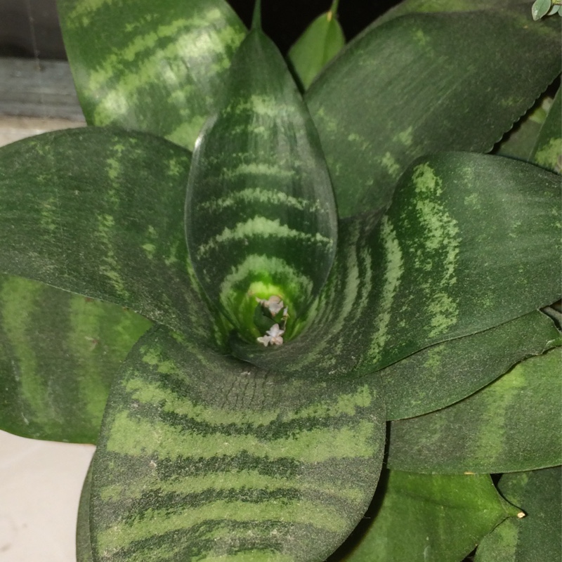 Sansevieria trifasciata Hahnii in the GardenTags plant encyclopedia Birds-nest snake plant in the GardenTags plant encyclopedia