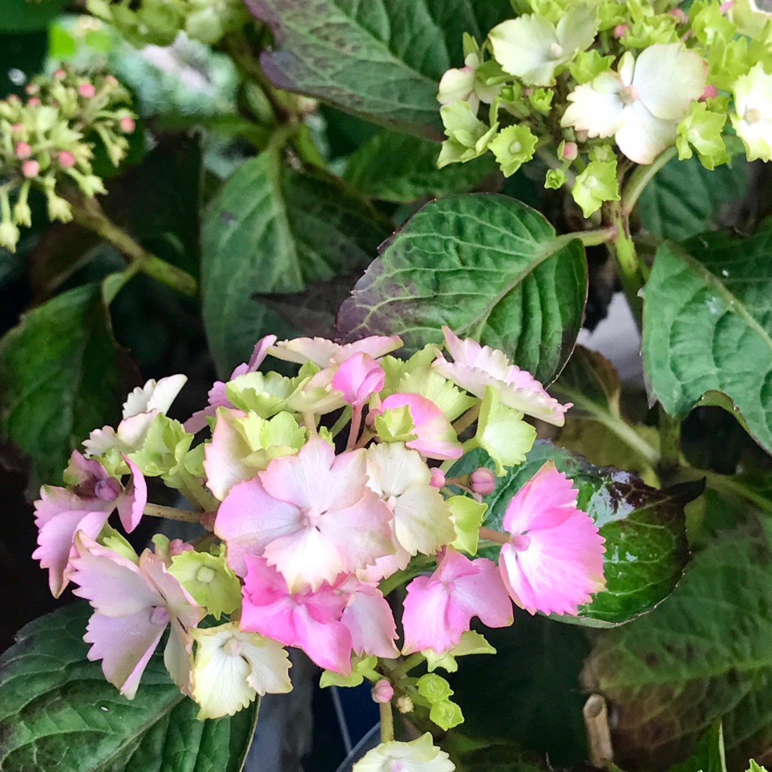Hydrangea macrophylla Magical Harmony in the GardenTags plant encyclopedia Hydrangea Magical Harmony in the GardenTags plant encyclopedia