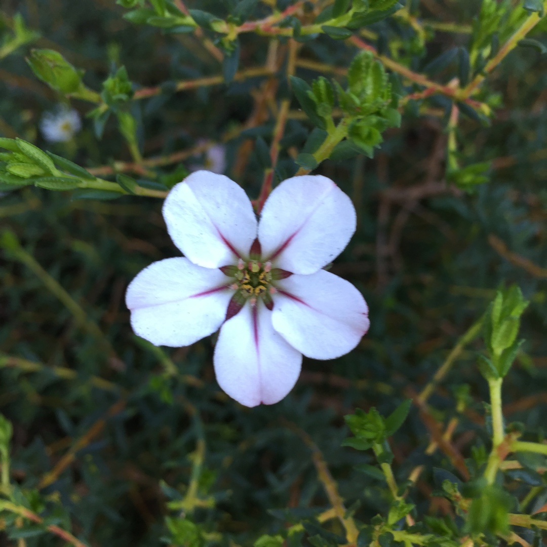 Adenandra uniflora in the GardenTags plant encyclopedia China Flower in the GardenTags plant encyclopedia
