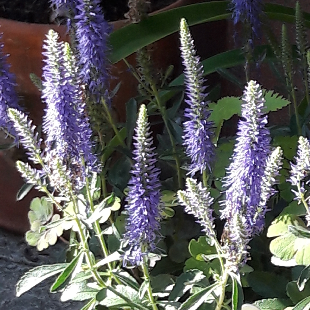 Veronica spicata var. hybrida in the GardenTags plant encyclopedia Welsh Spiked Speedwell in the GardenTags plant encyclopedia
