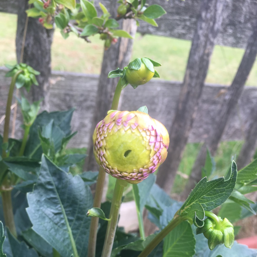 Dahlia Pompon Natal in the GardenTags plant encyclopedia Dahlia Pompon Natal in the GardenTags plant encyclopedia