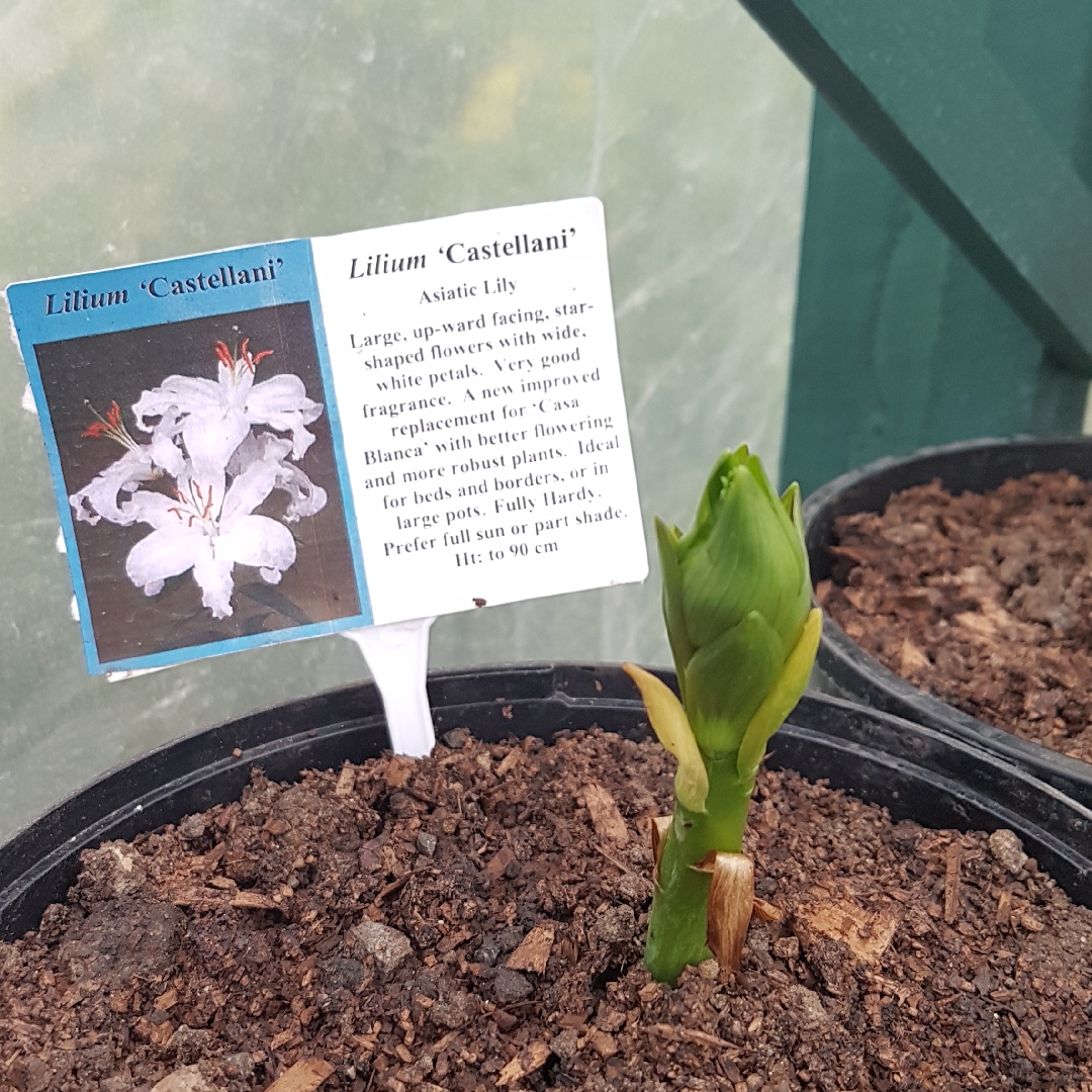 Lilium Castellani in the GardenTags plant encyclopedia Lily Castellani (Oriental) in the GardenTags plant encyclopedia