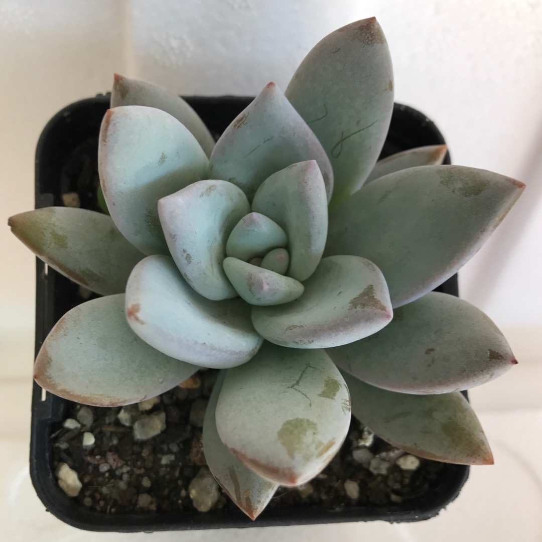 Pachyveria sales powder puff