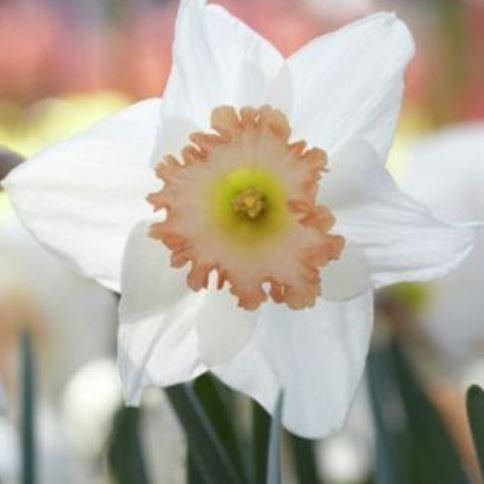 Narcissus Pink Smiles in the GardenTags plant encyclopedia Daffodil Pink Smiles (Large-cupped) in the GardenTags plant encyclopedia