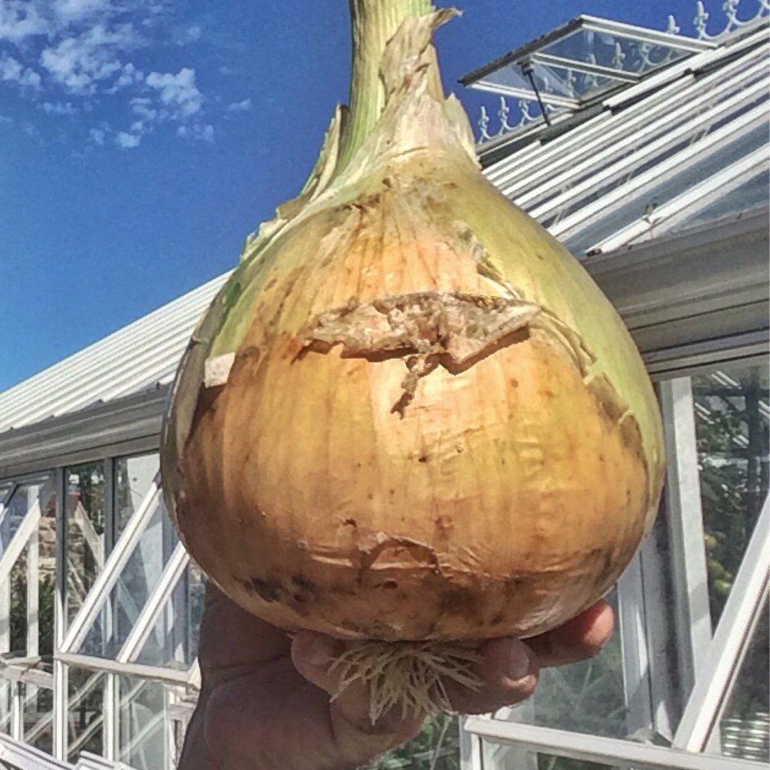 Allium cepa (Cepa Group) Kelsae in the GardenTags plant encyclopedia Onion Kelsae in the GardenTags plant encyclopedia