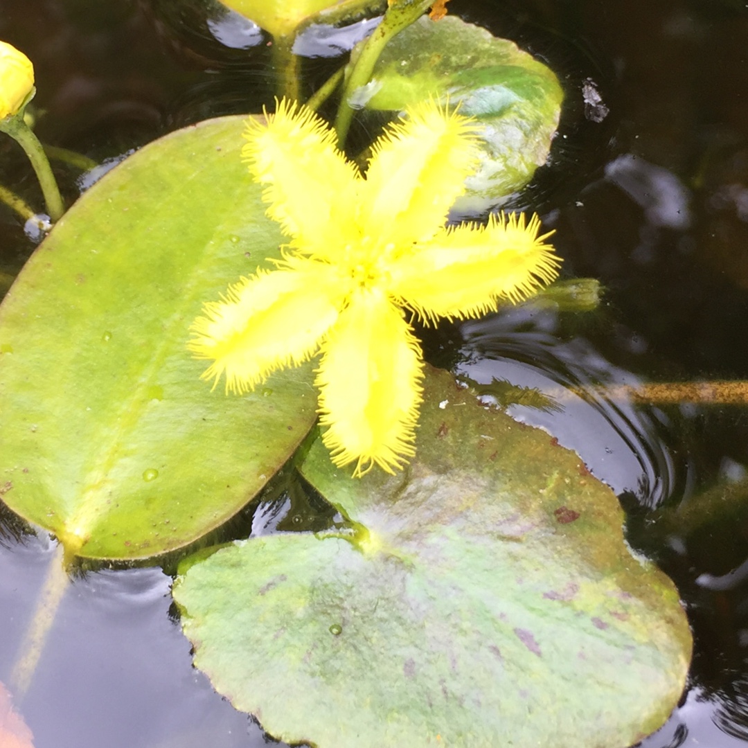 Nymphoides geminata in the GardenTags plant encyclopedia Star Fringe in the GardenTags plant encyclopedia