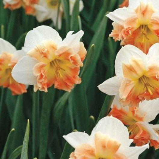 Narcissus Mallee in the GardenTags plant encyclopedia Daffodil Mallee (Split Corona) in the GardenTags plant encyclopedia