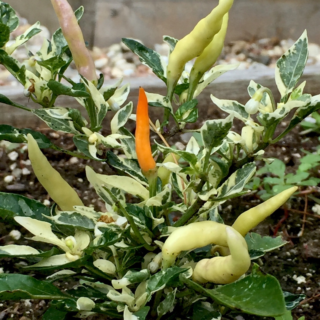 Capsicum annuum shu in the GardenTags plant encyclopedia Hot Shu Pepper in the GardenTags plant encyclopedia