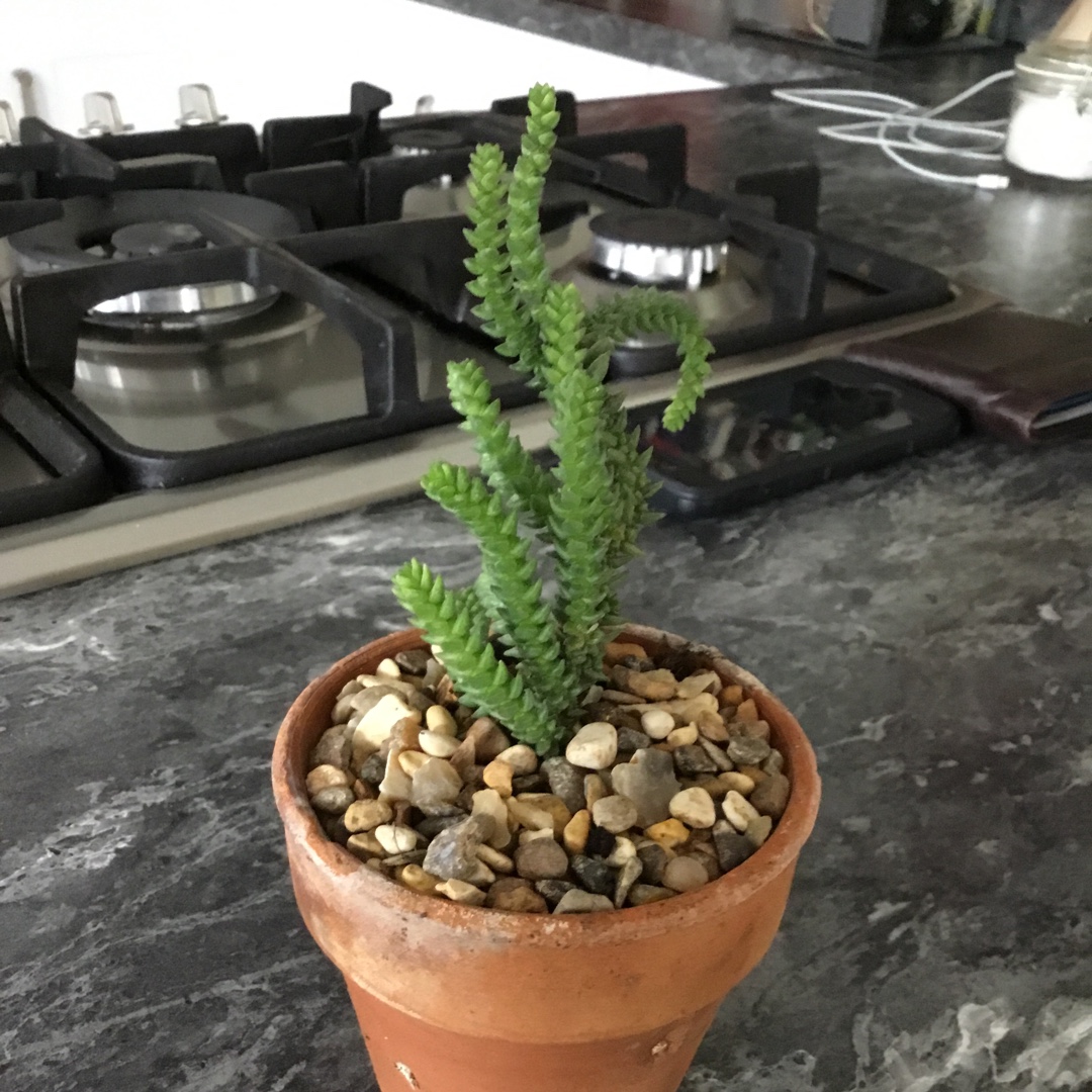 Crassula lycopodioides var. purpusii syn. Crassula muscosa in the GardenTags plant encyclopedia Crassula purpusii in the GardenTags plant encyclopedia