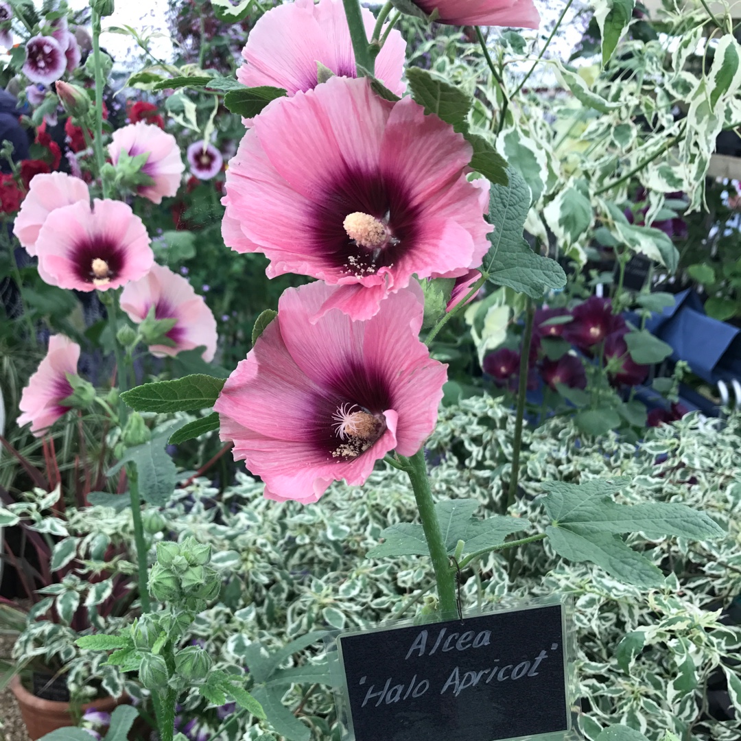Alcea rosea Halo Apricot (Halo Series) in the GardenTags plant encyclopedia Hollyhock Halo Apricot in the GardenTags plant encyclopedia