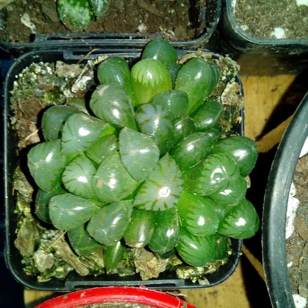 Haworthia Obtusa in the GardenTags plant encyclopedia