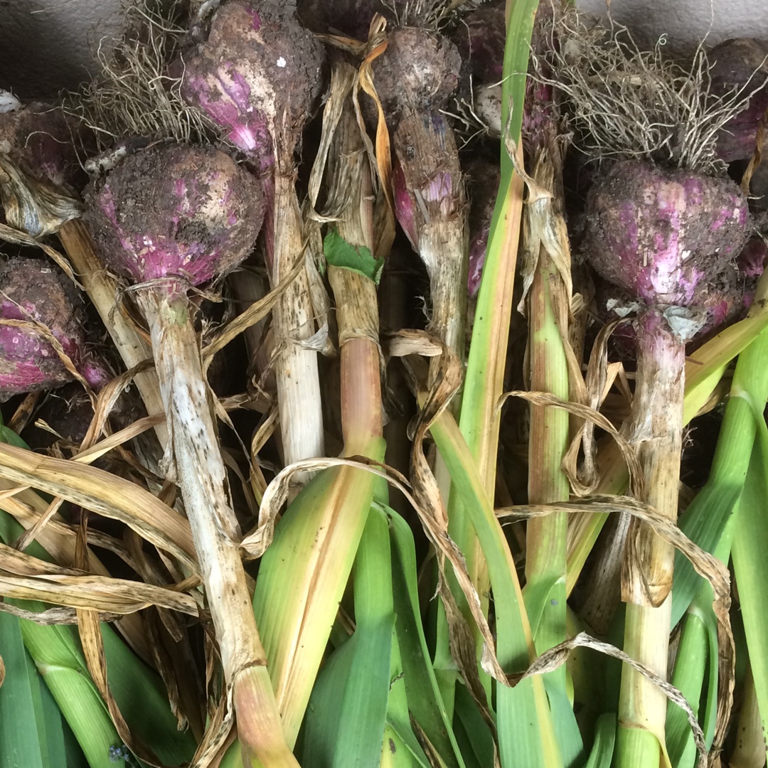 Allium sativum var. sativum Early Purple Wight in the GardenTags plant encyclopedia Garlic (Softneck) Early Purple Wight in the GardenTags plant encyclopedia