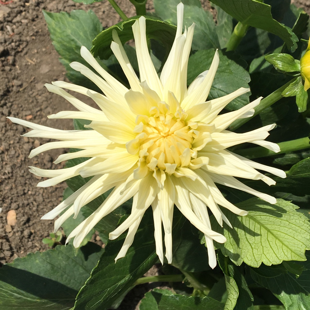 Dahlia Tu-tu in the GardenTags plant encyclopedia Dahlia Tu-tu in the GardenTags plant encyclopedia