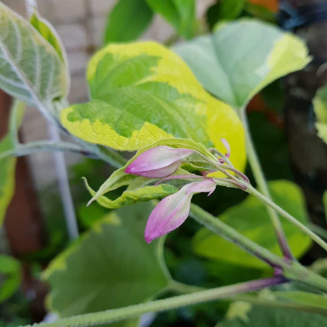 Clerodendrum trichotomum var. fargesii Carnival in the GardenTags plant encyclopedia Glorybower in the GardenTags plant encyclopedia