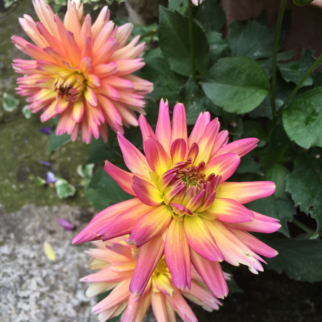 Dahlia XXL Sunset (XXL Series) in the GardenTags plant encyclopedia Dahlia XXL Sunset (Bedding) in the GardenTags plant encyclopedia
