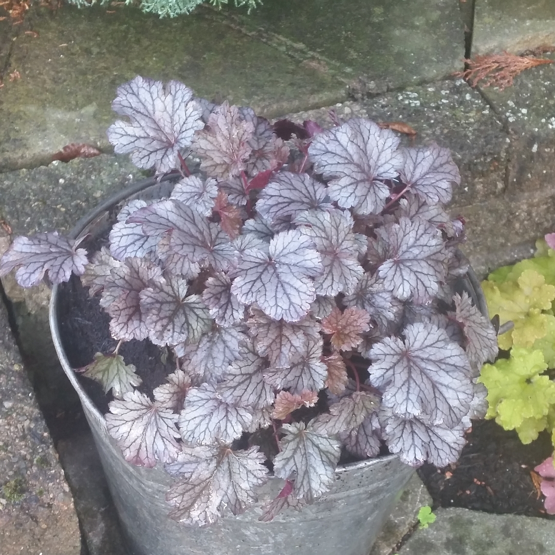 Heuchera Milan in the GardenTags plant encyclopedia Alumroot Milan in the GardenTags plant encyclopedia