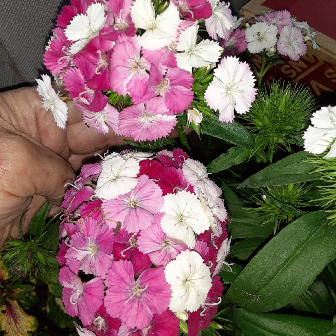 Dianthus barbatus Dash Magician in the GardenTags plant encyclopedia Sweet William Dash Magician in the GardenTags plant encyclopedia
