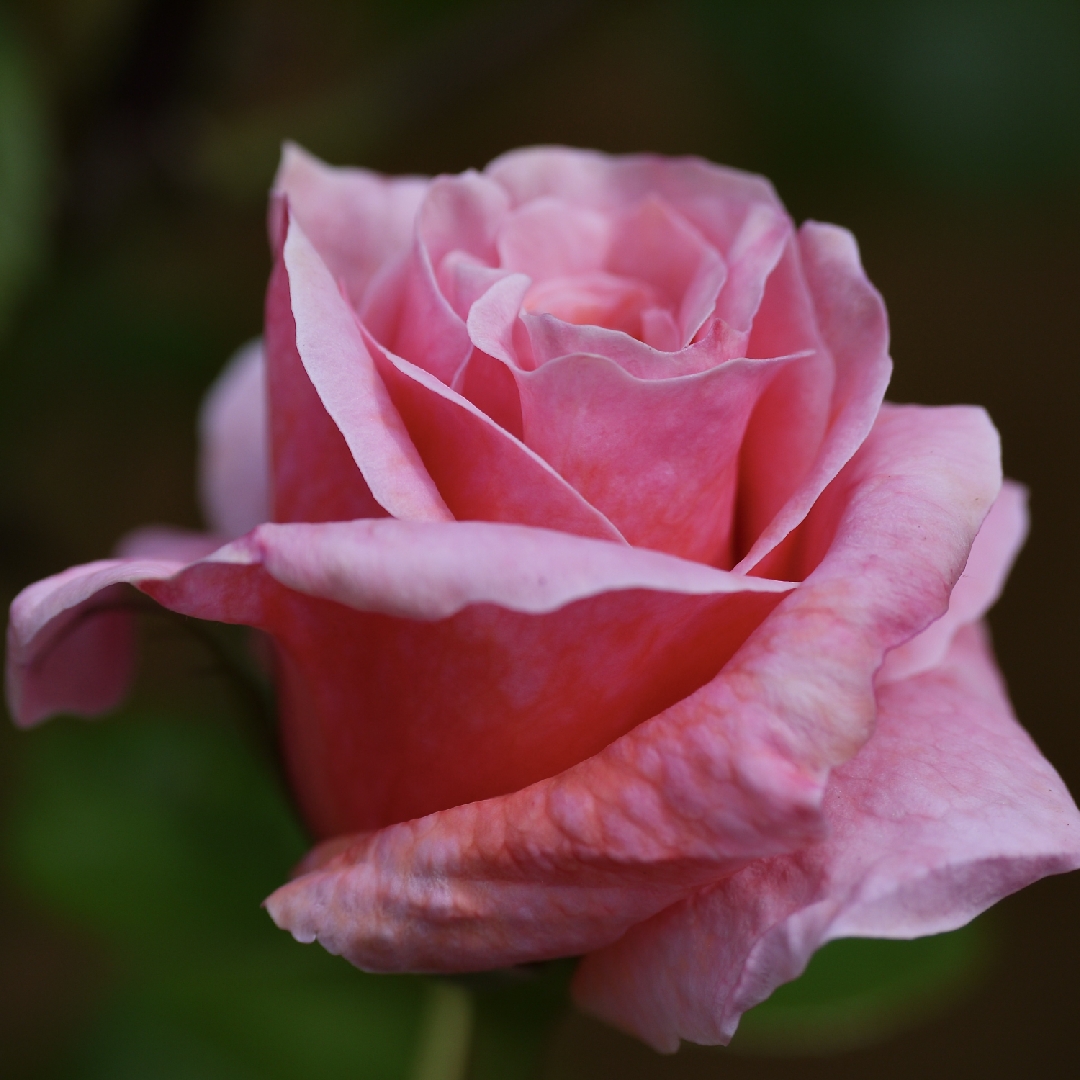 Rosa English Princess in the GardenTags plant encyclopedia Rose English Princess in the GardenTags plant encyclopedia