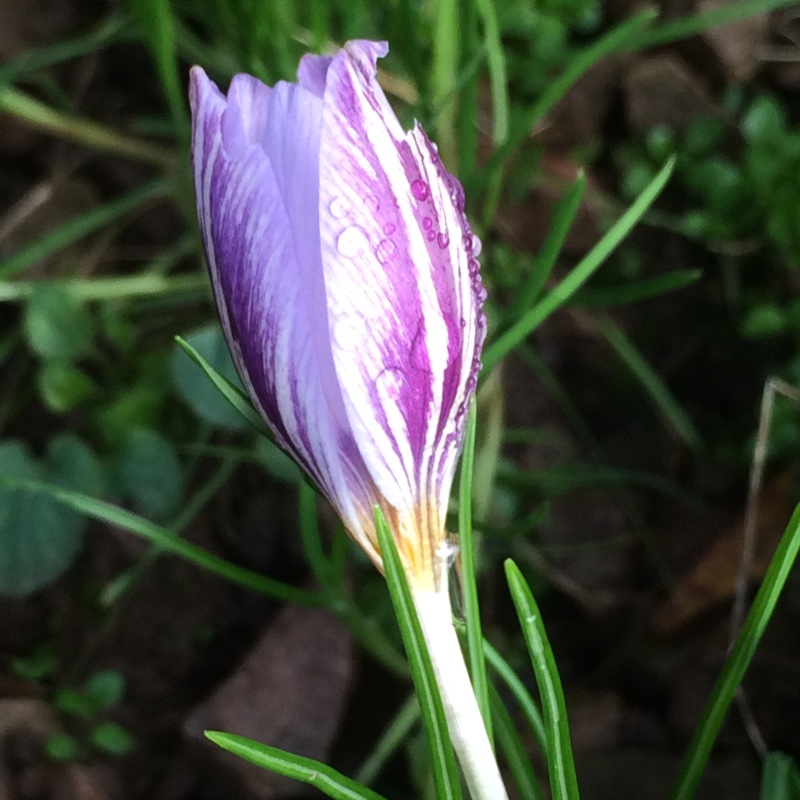 Crocus laevigatus Fontenayi in the GardenTags plant encyclopedia Crocus (Species) Smooth Crocus Fontenayi in the GardenTags plant encyclopedia