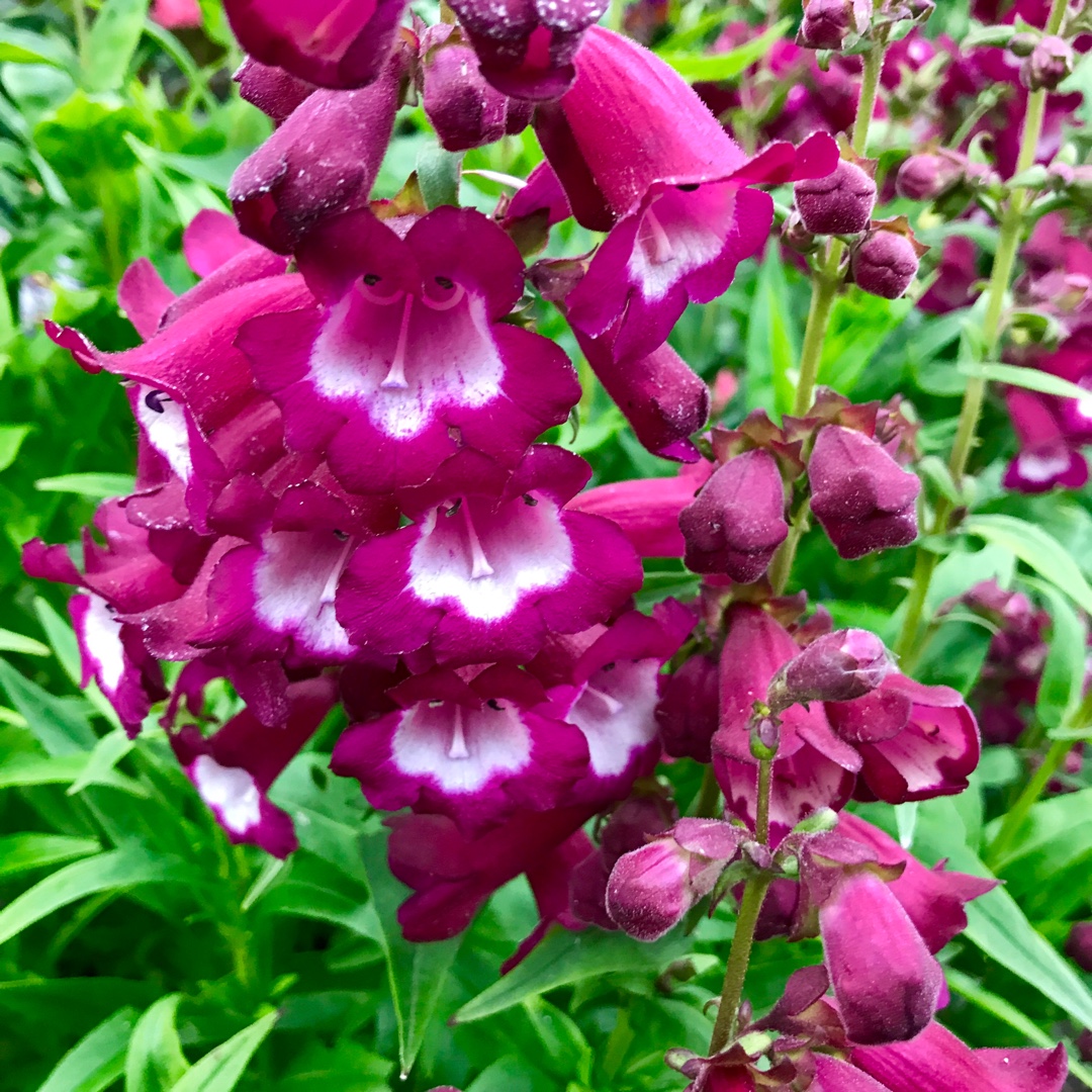 Penstemon Phoenix Magenta in the GardenTags plant encyclopedia Beardtongue Phoenix Magenta in the GardenTags plant encyclopedia