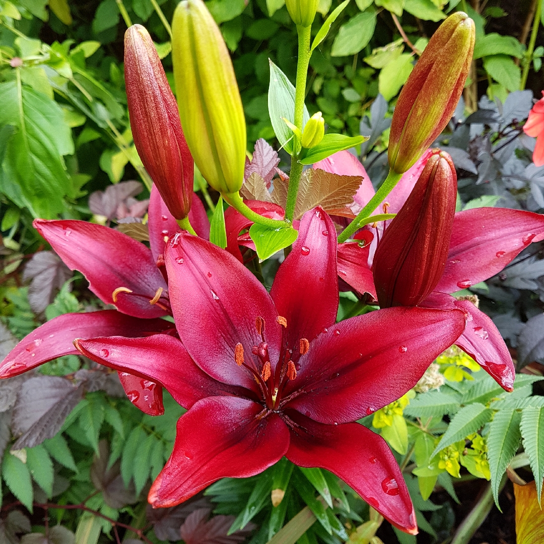 Lilium 'Foreigner', Lily 'Foreigner' (Asiatic) in GardenTags plant ...