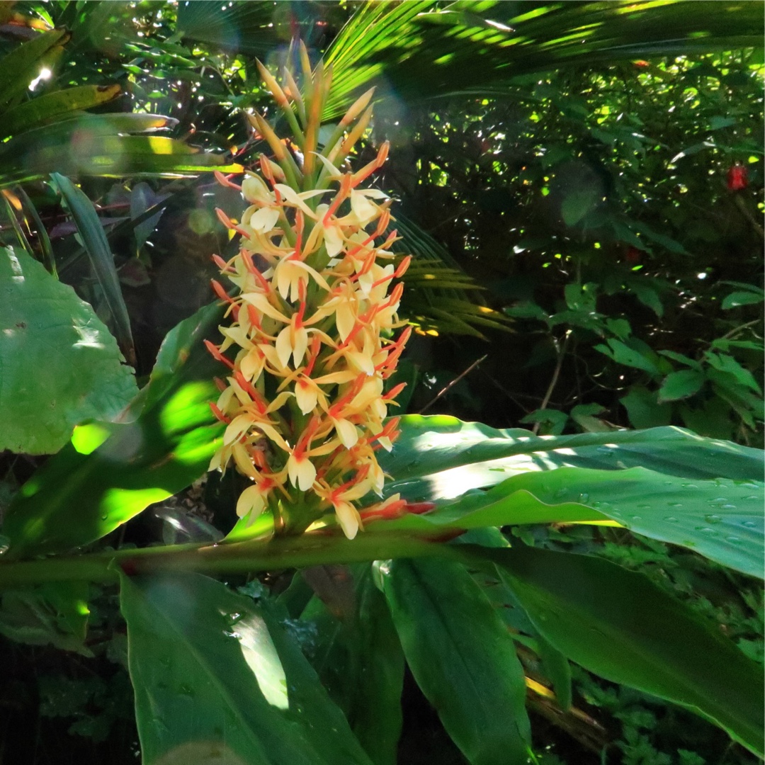 Hedychium densiflorum Stephen in the GardenTags plant encyclopedia Ginger Lily Stephen in the GardenTags plant encyclopedia