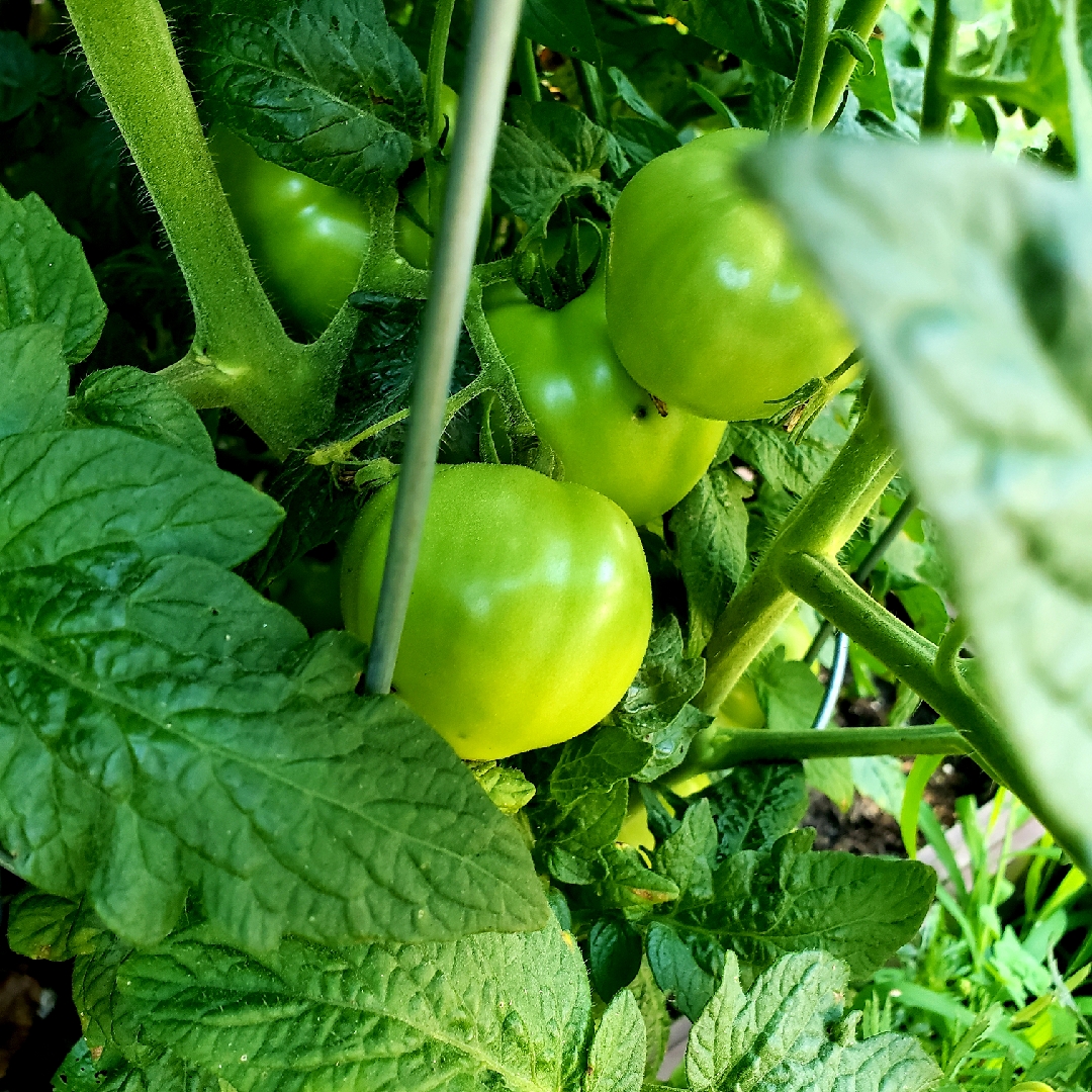 Solanum lycopersicum Bush Goliath in the GardenTags plant encyclopedia Tomato Bush Goliath in the GardenTags plant encyclopedia