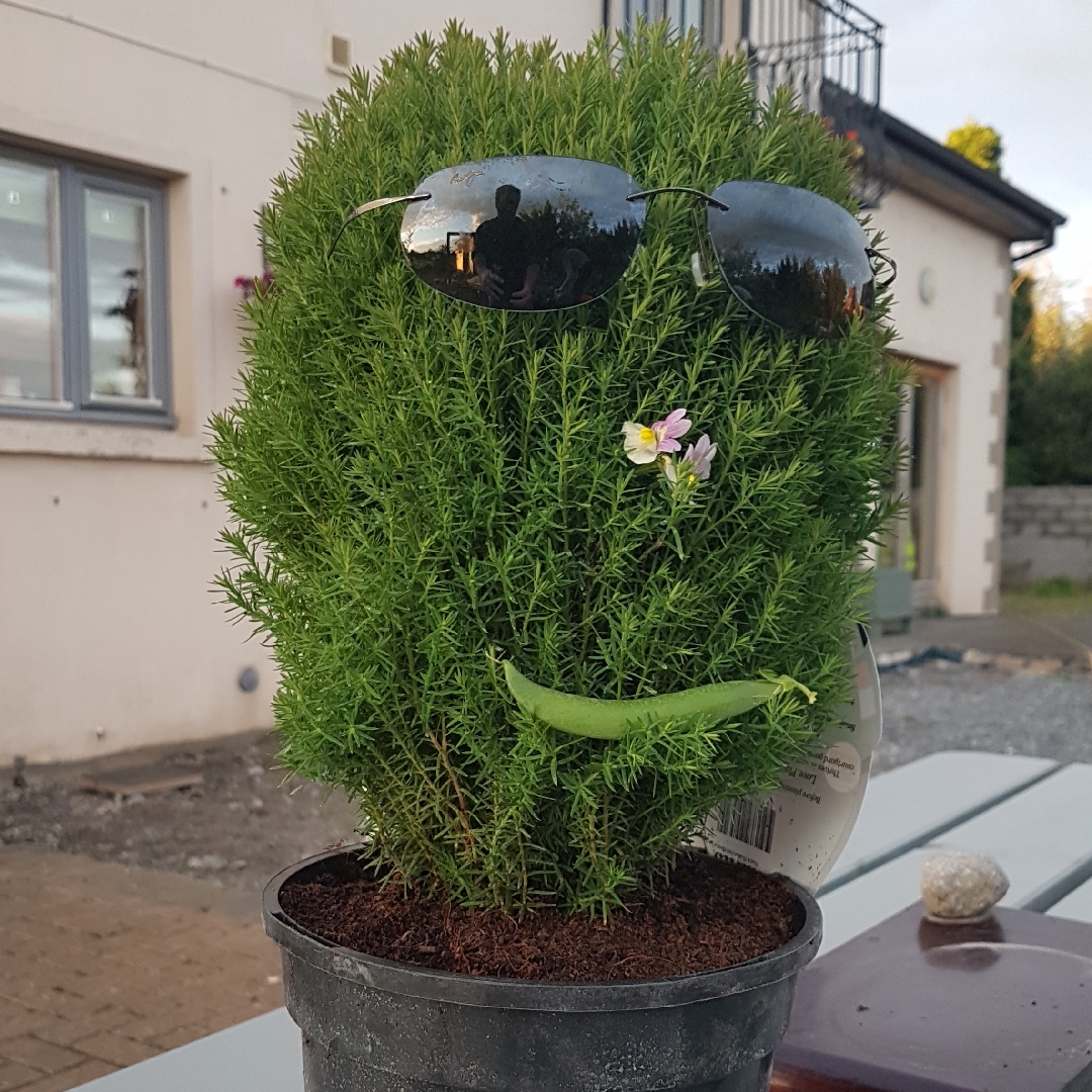 Thuja occidentalis Teddy in the GardenTags plant encyclopedia Dwarf Cedar Teddy in the GardenTags plant encyclopedia