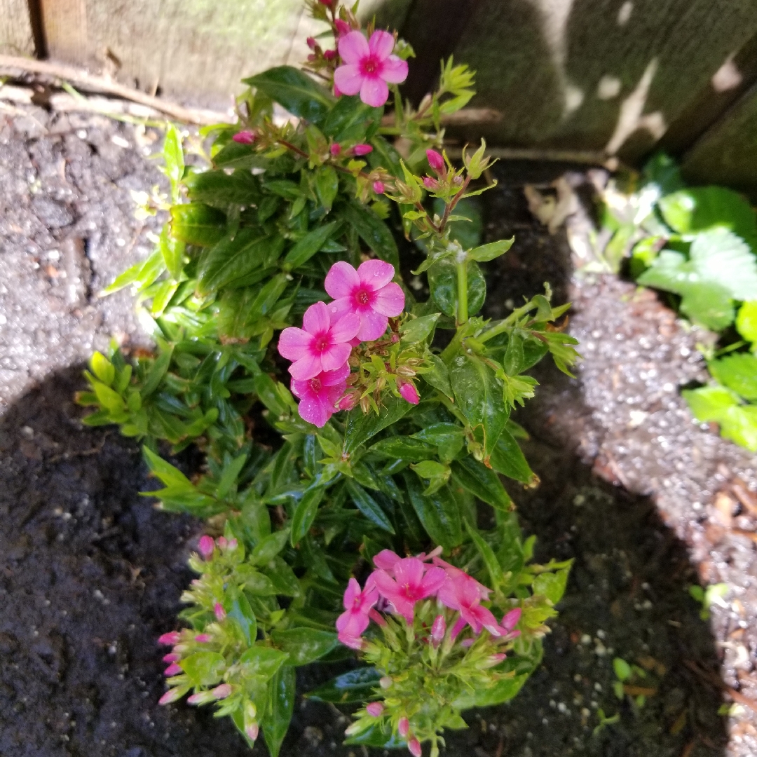 Phlox paniculata Early Dark Pink in the GardenTags plant encyclopedia Phlox Early Dark Pink in the GardenTags plant encyclopedia