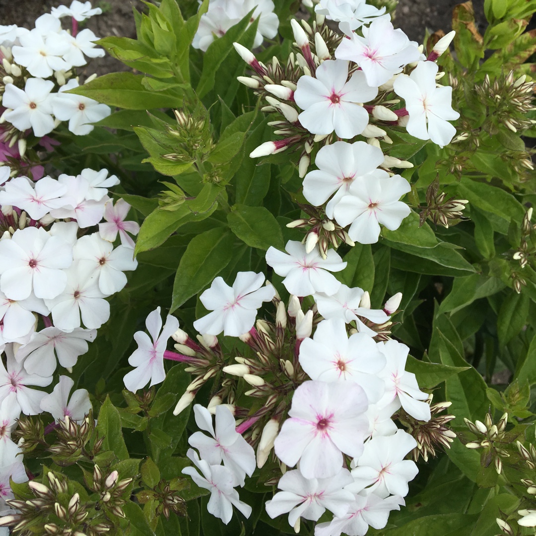 Phlox Paniculata White Flame in the GardenTags plant encyclopedia Phlox White Flame in the GardenTags plant encyclopedia
