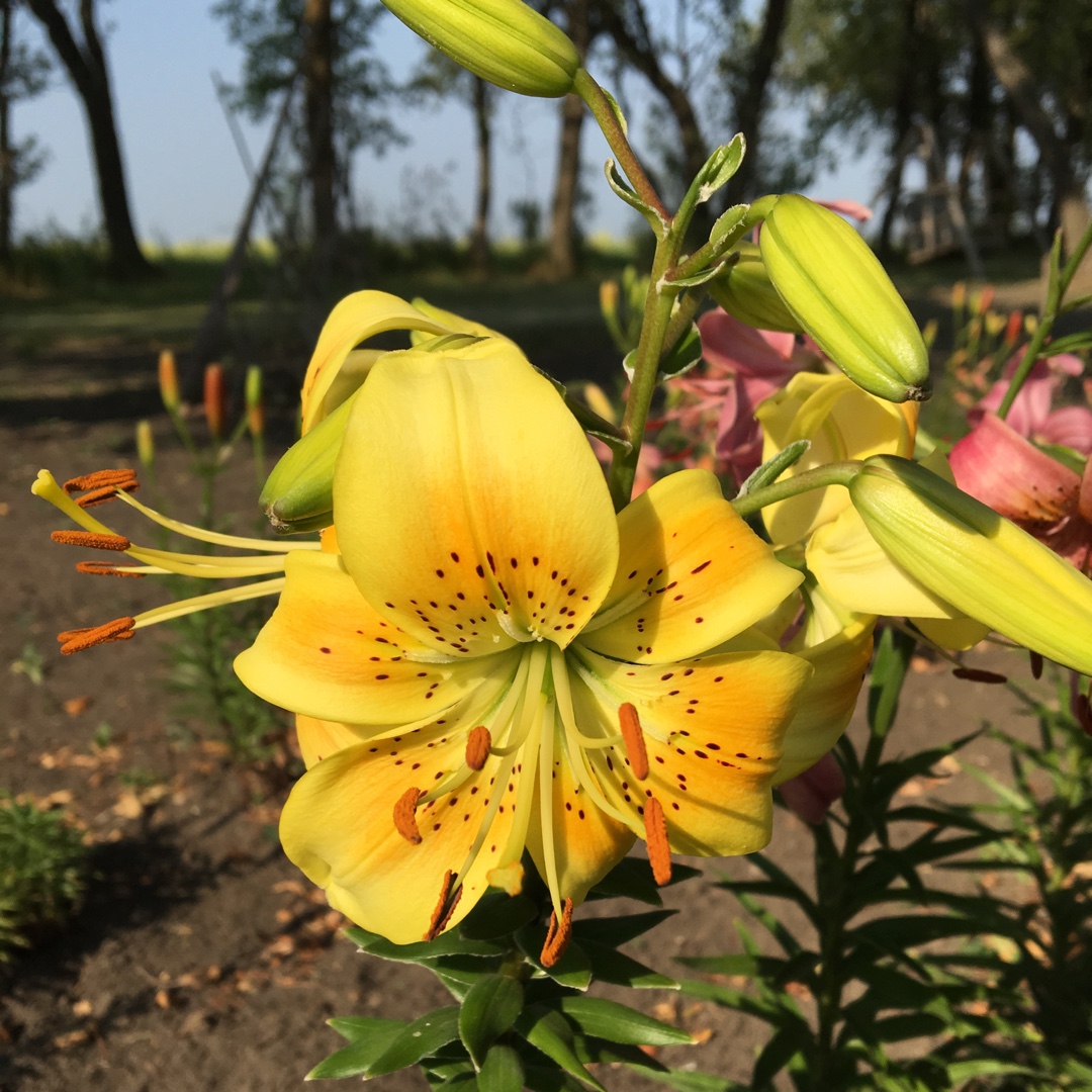 Lilium Pollyanna syn. Lilium Polyanna in the GardenTags plant encyclopedia Lily Pollyanna (Asiatic) in the GardenTags plant encyclopedia