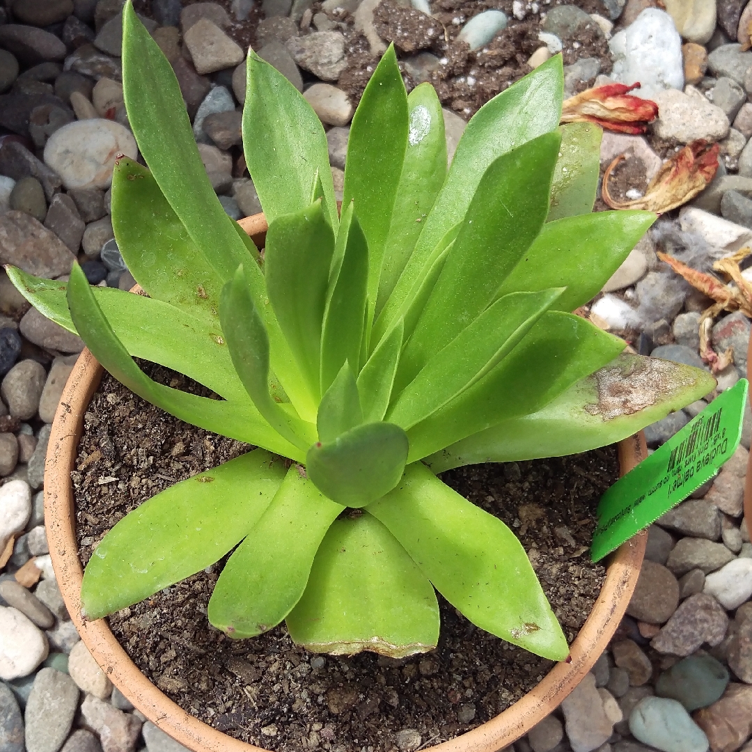 Dudleya palmeri in the GardenTags plant encyclopedia Palmers liveforever in the GardenTags plant encyclopedia