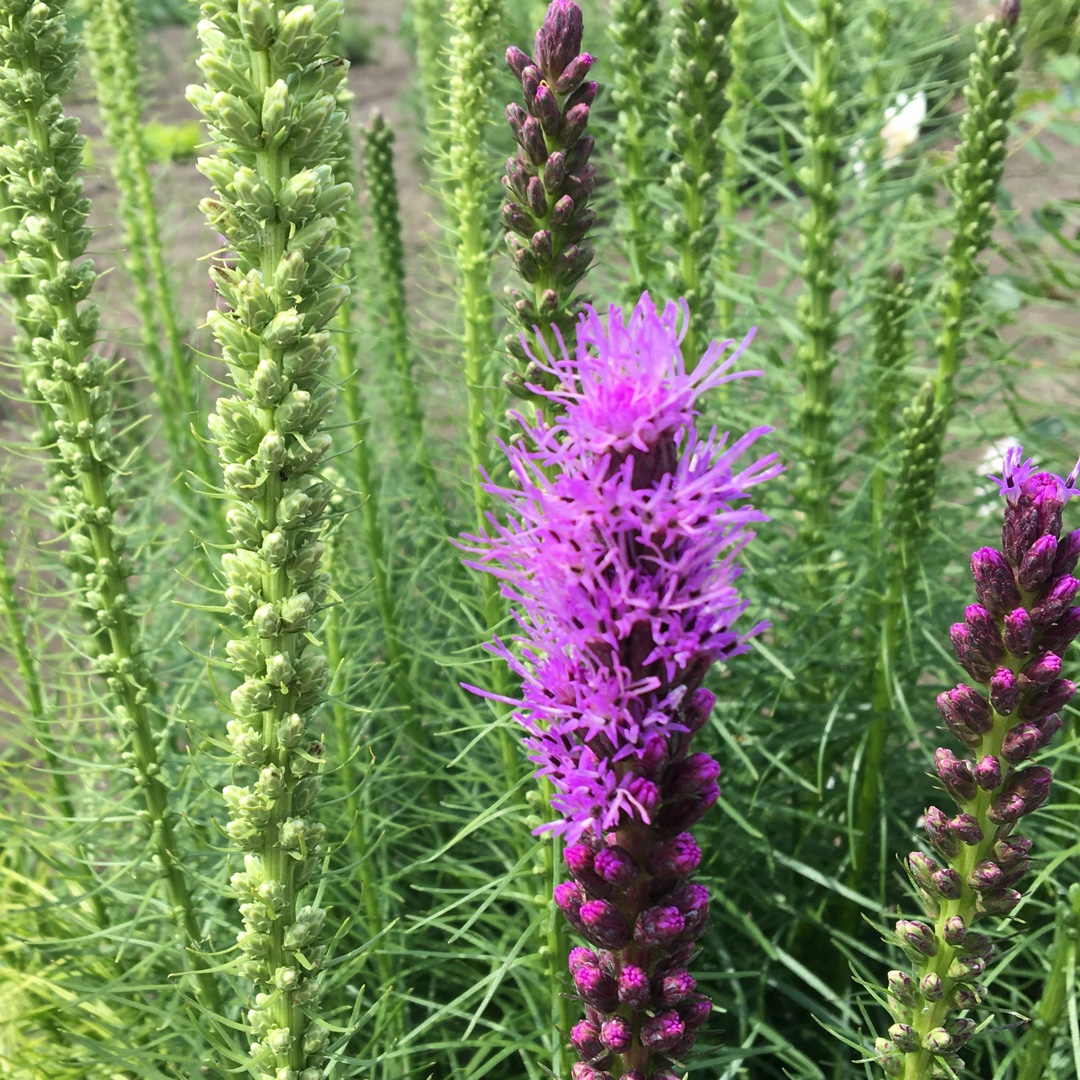 Liatris spicata Kobold in the GardenTags plant encyclopedia Blazing Star Kobold in the GardenTags plant encyclopedia