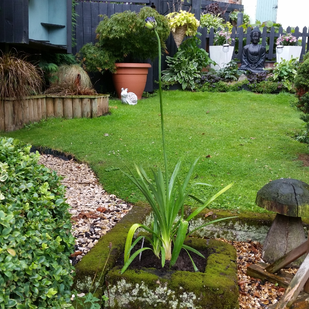 Agapanthus Jacks Blue in the GardenTags plant encyclopedia African Lily Jacks Blue in the GardenTags plant encyclopedia