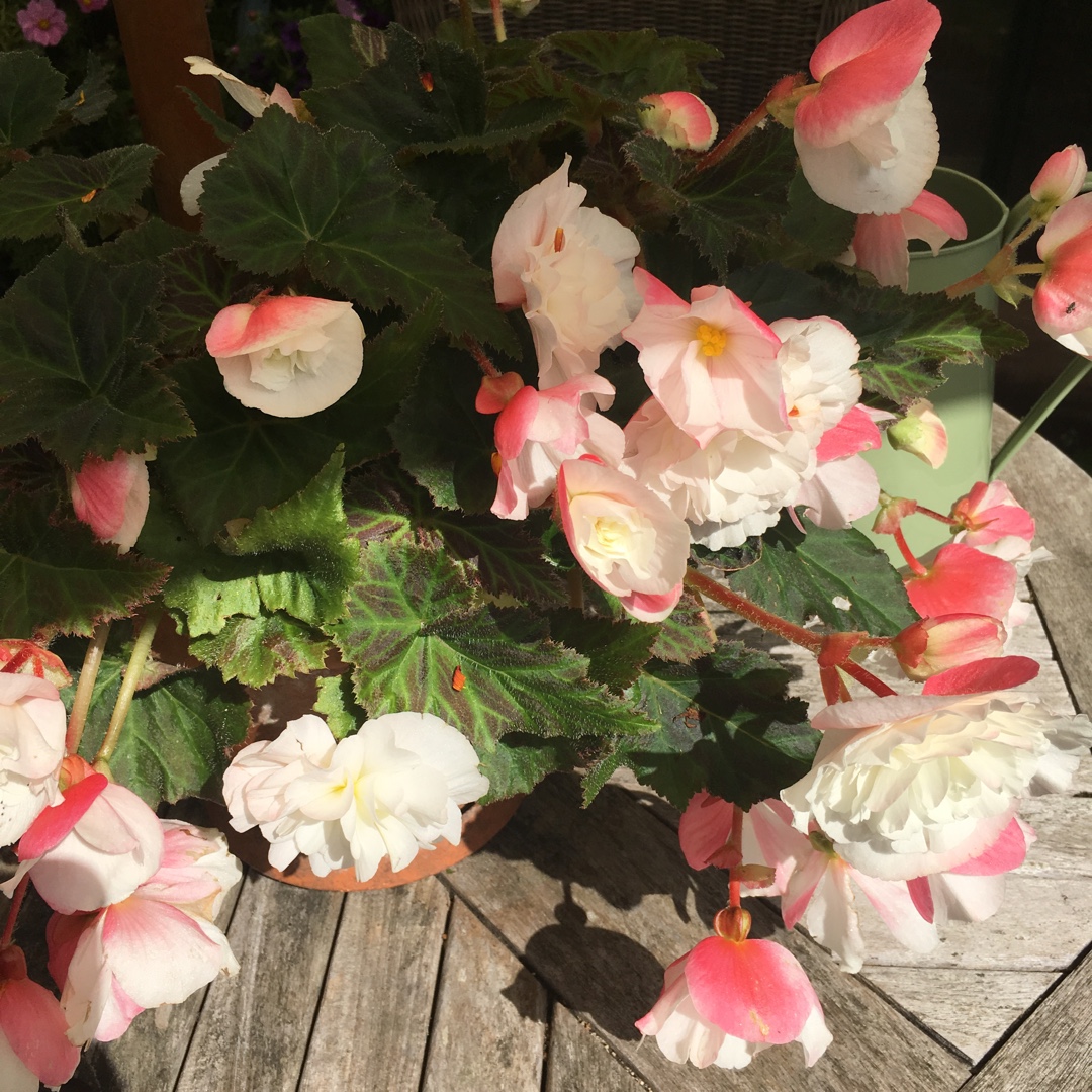 Begonia Nonstop Appleblossom (Nonstop Series) in the GardenTags plant encyclopedia Tuberous Begonia Nonstop Appleblossom in the GardenTags plant encyclopedia