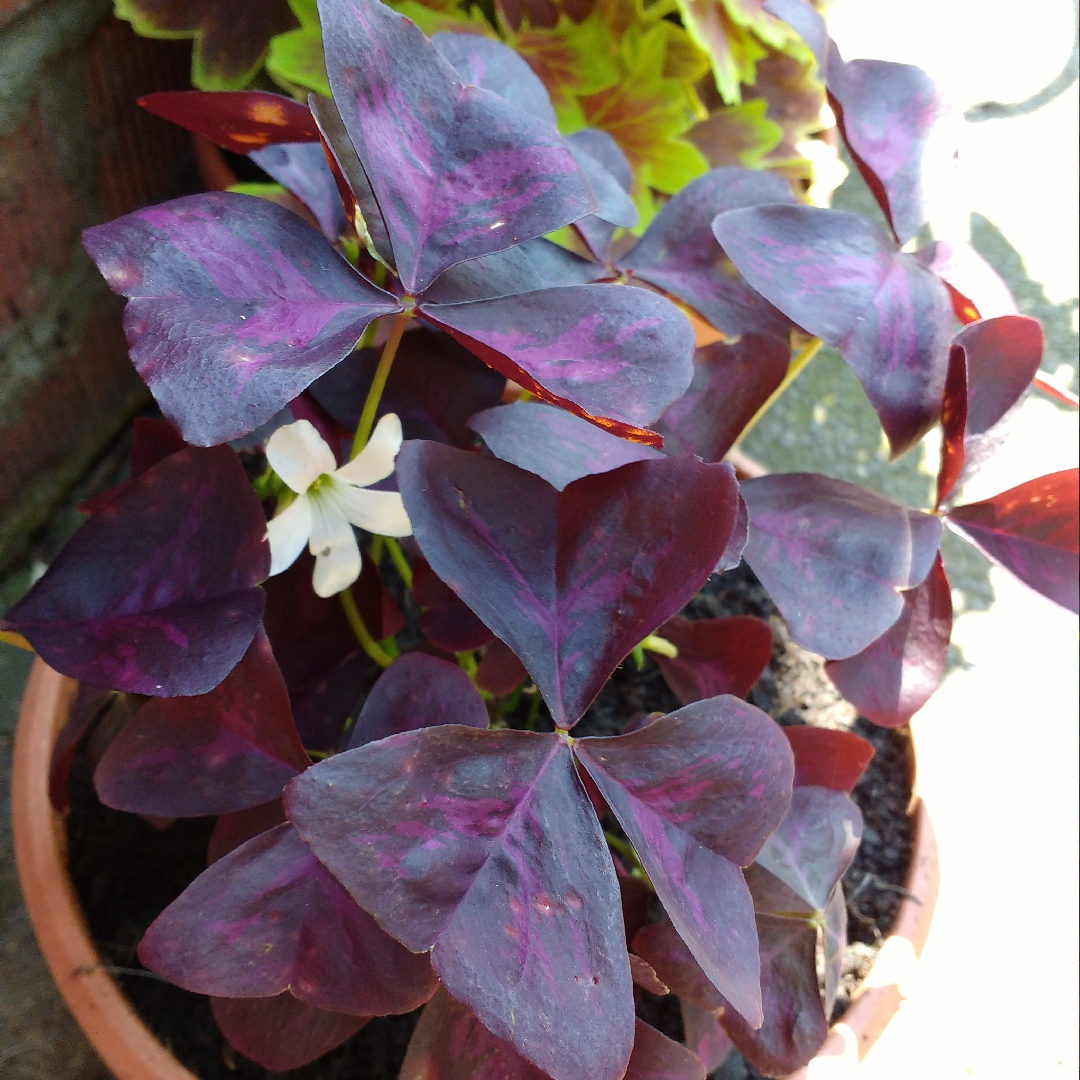 Oxalis triangularis JR Oxburwi (Xalis Series) syn. Oxalis triangularis Burgundy Wine in the GardenTags plant encyclopedia False Shamrock Burgundy Wine in the GardenTags plant encyclopedia