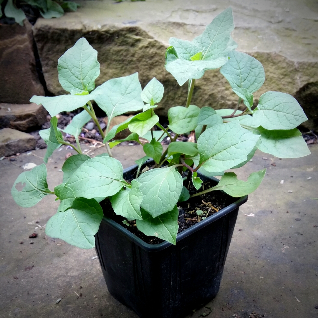 Physalis alkekengi var. franchetii Gnome in the GardenTags plant encyclopedia Dwarf Chinese Lantern in the GardenTags plant encyclopedia