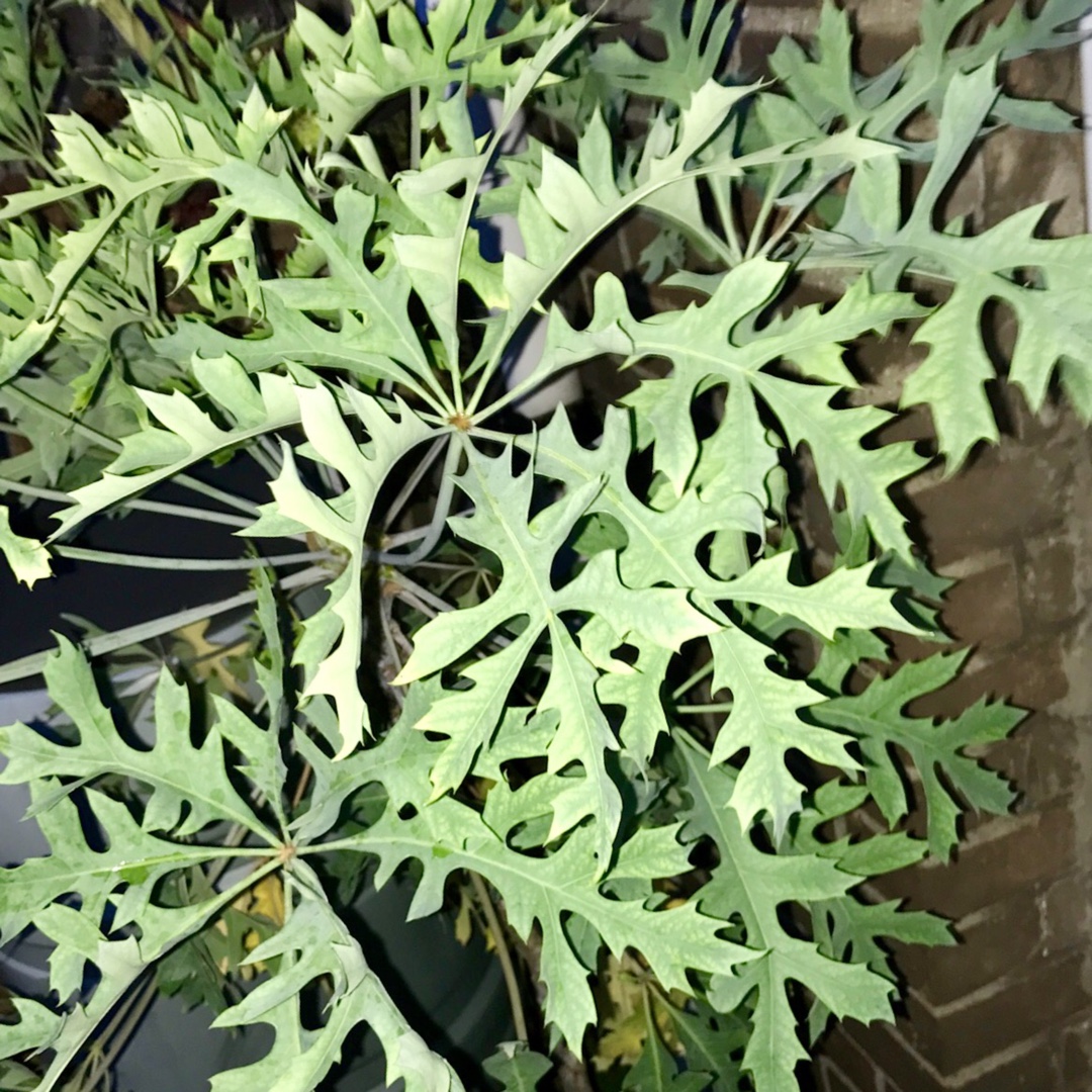 Cussonia transvaalensis in the GardenTags plant encyclopedia Grey cabbage tree in the GardenTags plant encyclopedia