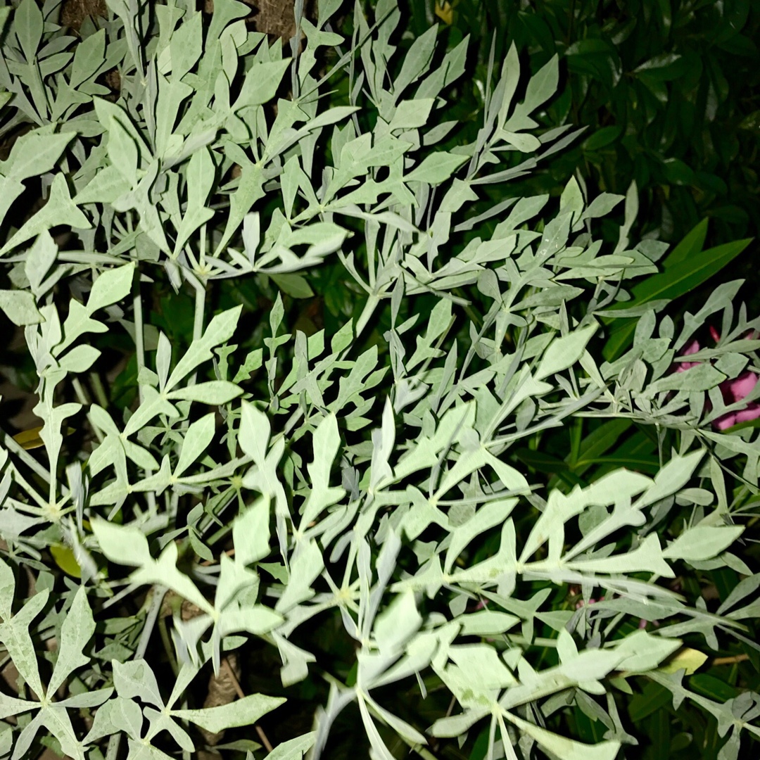 Cussonia paniculata subsp. paniculata in the GardenTags plant encyclopedia Mountain cabbage tree in the GardenTags plant encyclopedia