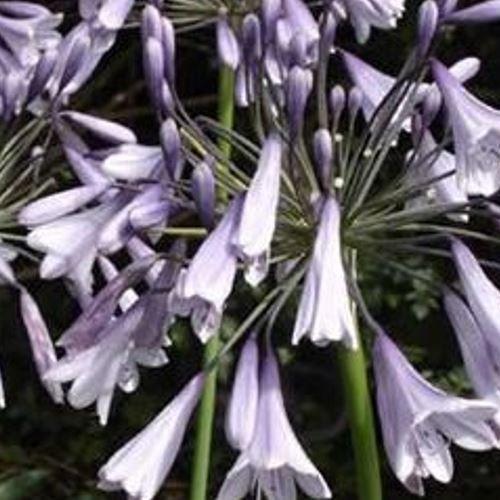 Agapanthus Liams Lilac in the GardenTags plant encyclopedia African Lily Liams Lilac in the GardenTags plant encyclopedia