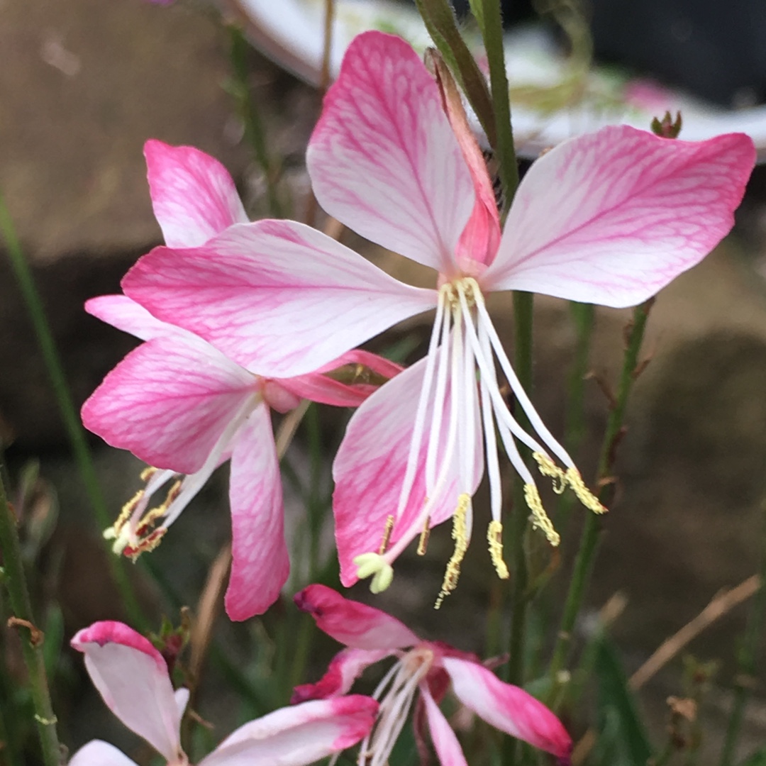 Oenothera lindheimeri Little Janie syn. Gaura lindheimeri Little Janie in the GardenTags plant encyclopedia Lindheimers Beeblossom Little Janie in the GardenTags plant encyclopedia