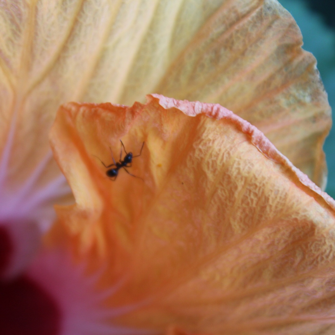 Hibiscus Hollywood in the GardenTags plant encyclopedia Hibiscus Hollywood in the GardenTags plant encyclopedia