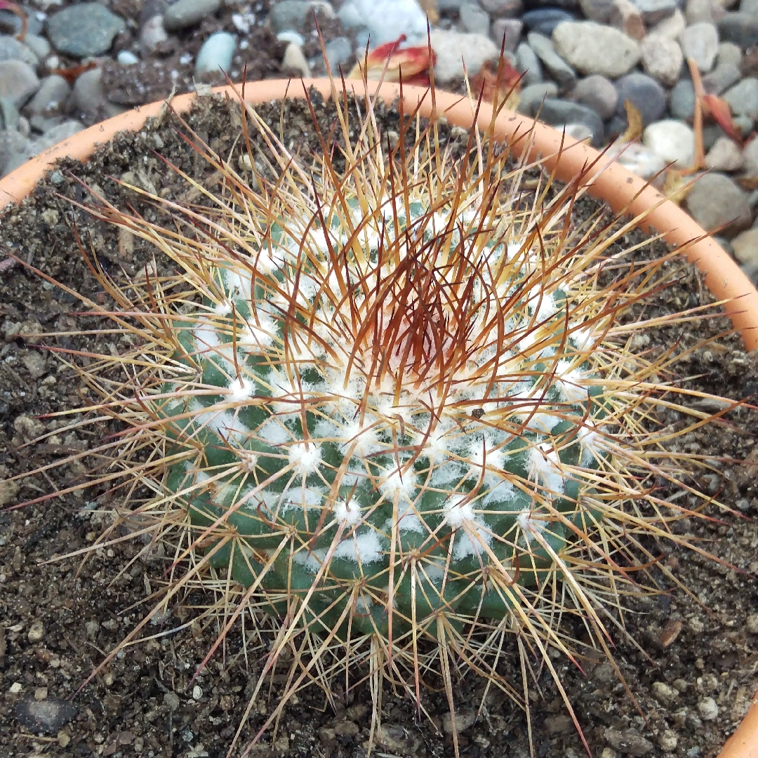 Mammillaria petterssonii syn. Mammillaria apozolensis var. saltensis in the GardenTags plant encyclopedia Mammillaria pettersonii in the GardenTags plant encyclopedia