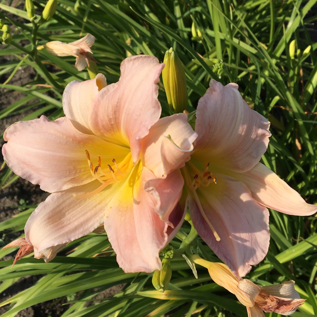 Hemerocallis Pink Monday in the GardenTags plant encyclopedia Daylily Pink Monday in the GardenTags plant encyclopedia
