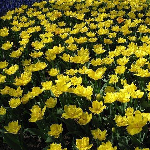 Tulipa Monte Carlo in the GardenTags plant encyclopedia Tulip Monte Carlo (Double Early) in the GardenTags plant encyclopedia
