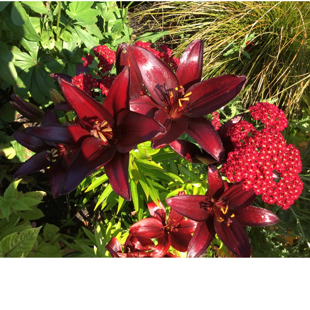 Lilium Nerone in the GardenTags plant encyclopedia Lily Nerone (Asiatic) in the GardenTags plant encyclopedia