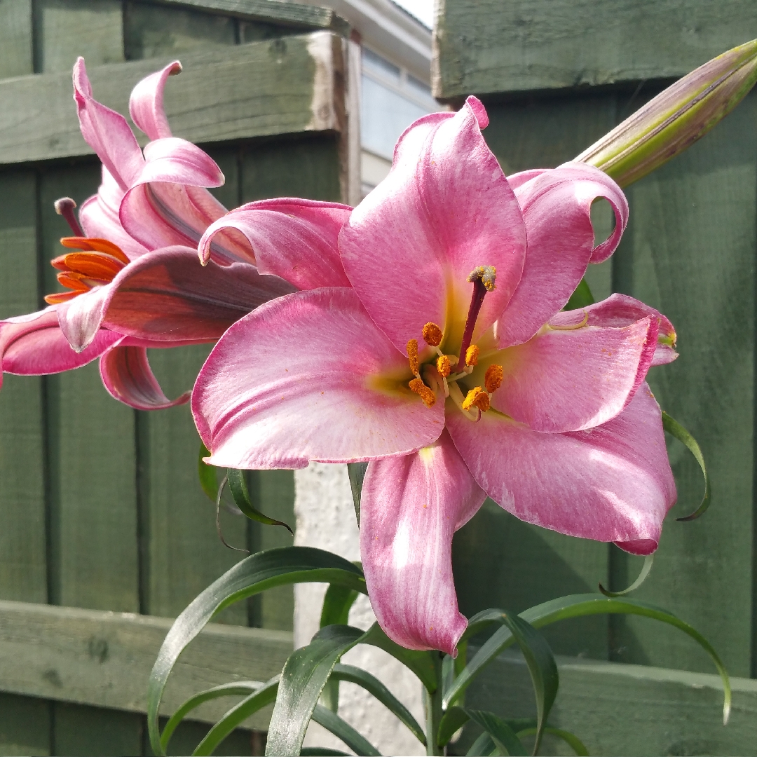 Lily Pink Perfection Group (Trumpet/Aurelian) in the GardenTags plant encyclopedia